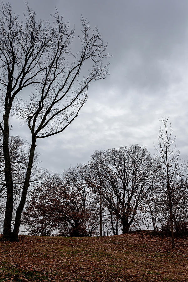 Trees Clouds and Fallen Leaves Photograph by Robert Ullmann
