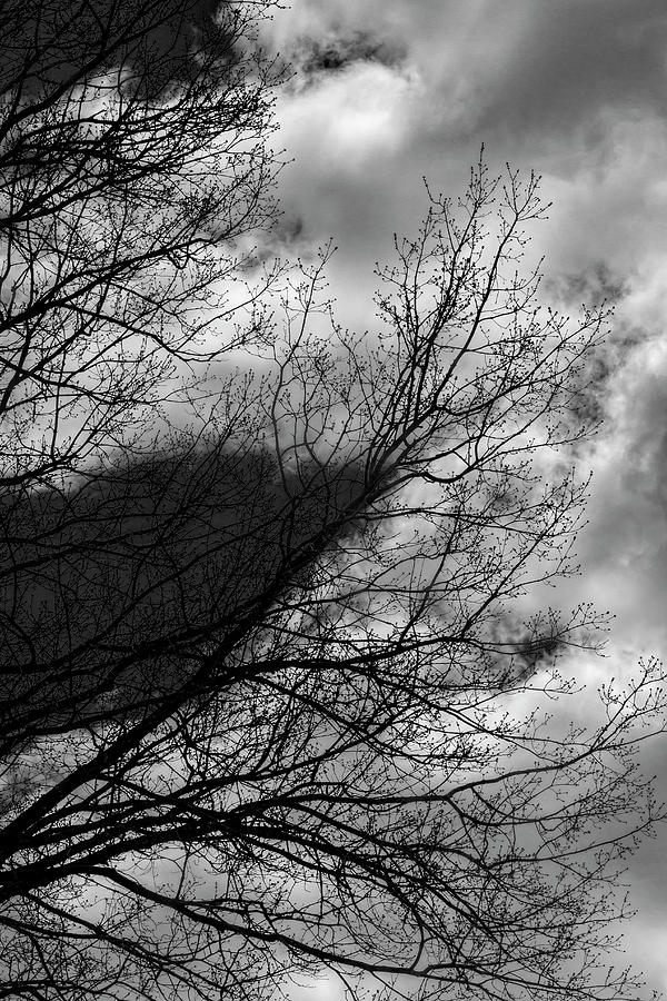 Trees Clouds and Sky_bw Photograph by Robert Ullmann