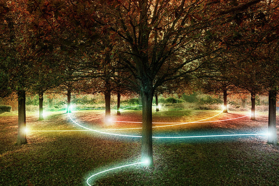 Trees Connected By Light Trails Photograph by Robert Decelis Ltd