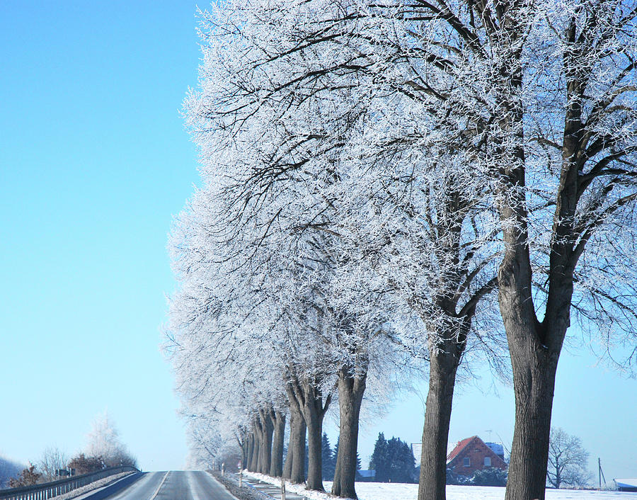 Trees Covered In Hoar Frost Along Country Road Photograph by Brigitte Wegner