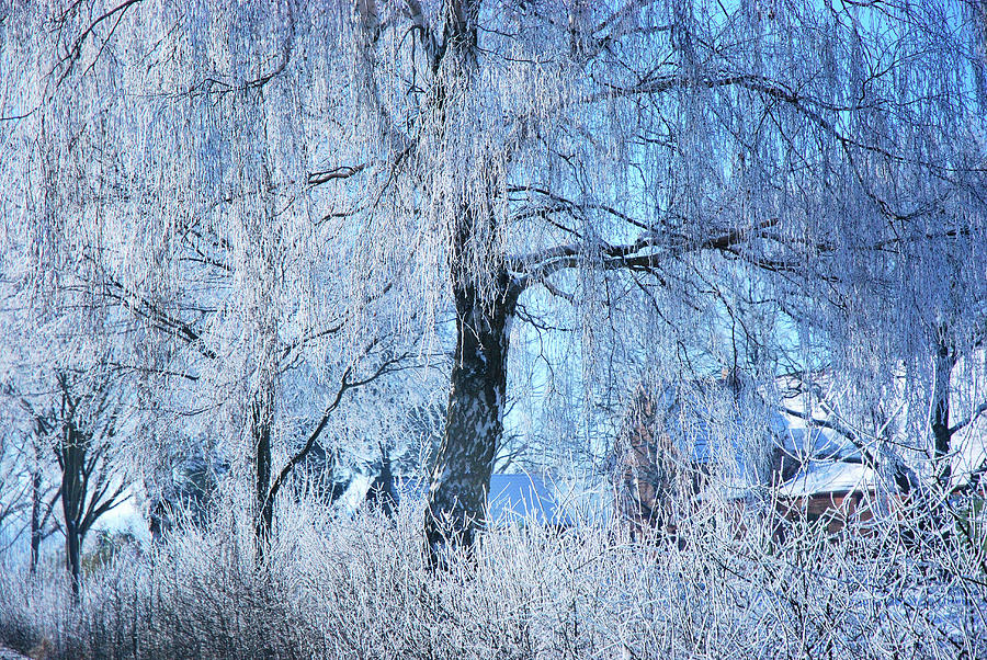 Trees Covered In Hoar Frost Photograph by Brigitte Wegner
