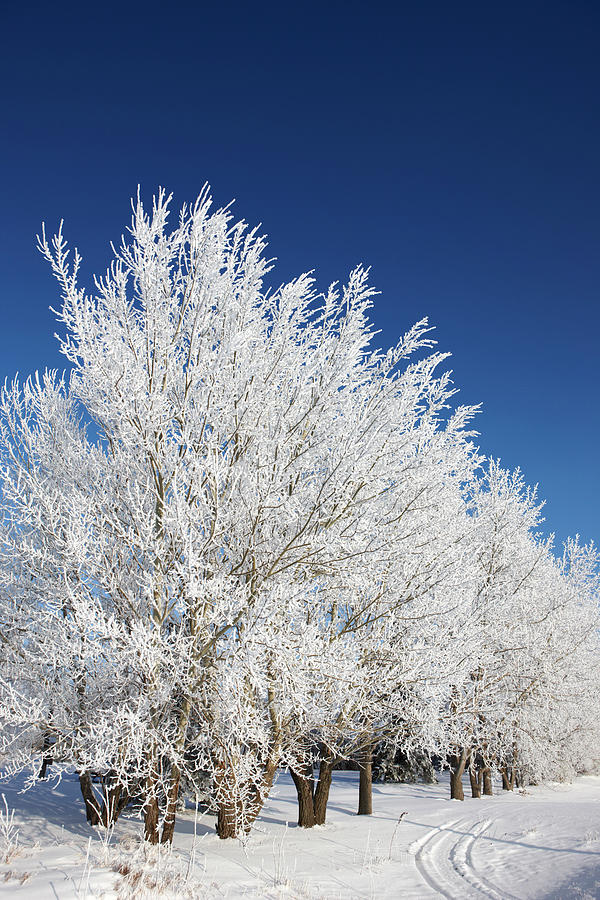 Trees Covered In Thick Hoar Frost With Photograph by Joe Fox