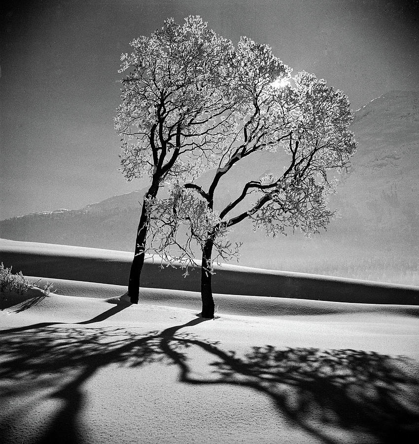 Tree Photograph - Trees covered with snow by Alfred Eisenstaedt