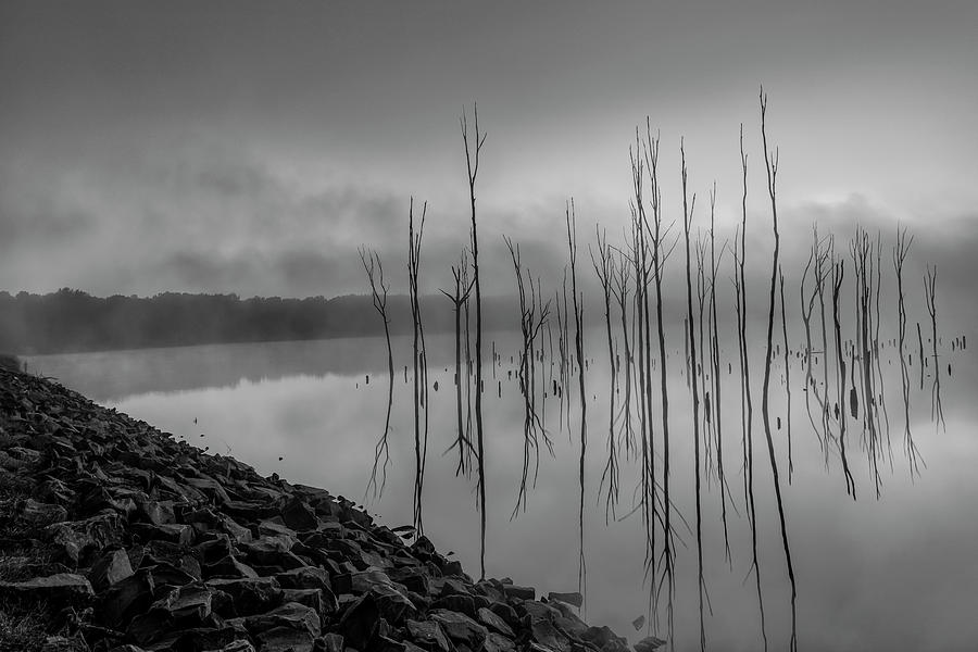 Trees Emerge At Dawn BW Photograph by Susan Candelario