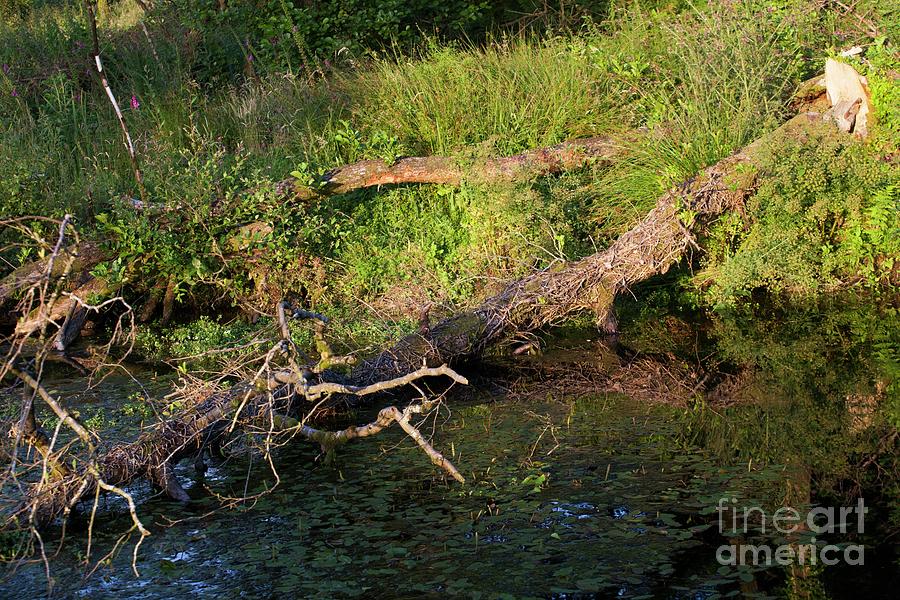 Trees Felled By European Beavers Photograph by David Woodfall Images/science Photo Library