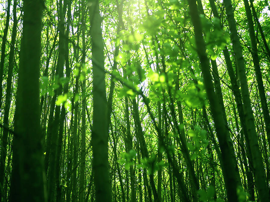 Trees Growing In Forest Photograph by Owen Smith