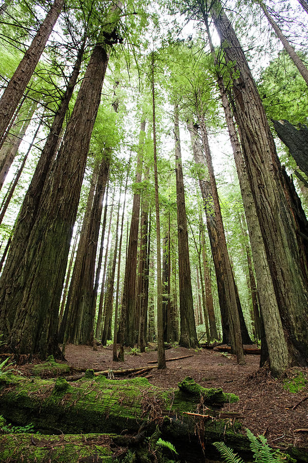 Trees Growing On Field At Redwood National And State Parks Photograph by Cavan Images Trees Growing On Field At Redwood National And State Parks Photograph by Cavan Images