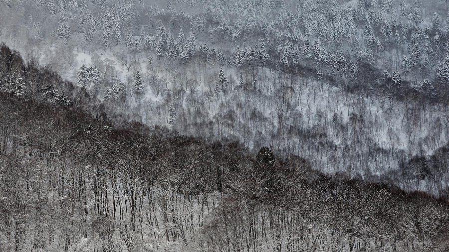 Trees Photograph by Gunarto Song