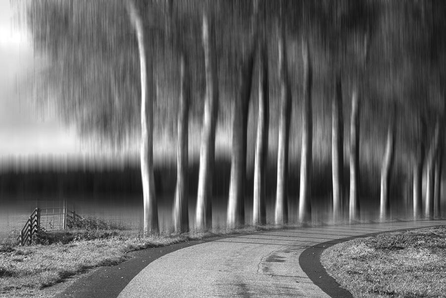 Trees In A Curve Photograph by Franke De Jong