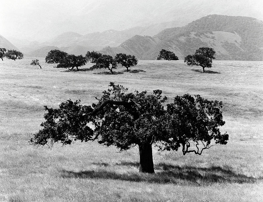 Trees In A Field Photograph by Monte Nagler