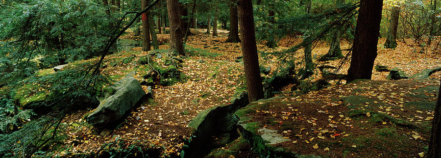 Trees In A Forest, Bilgers Rocks Photograph by Panoramic Images