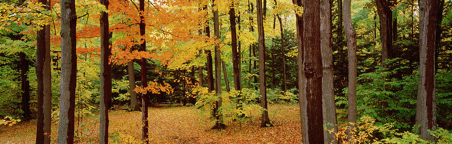 Trees In A Forest, Chestnut Ridge Photograph by Panoramic Images