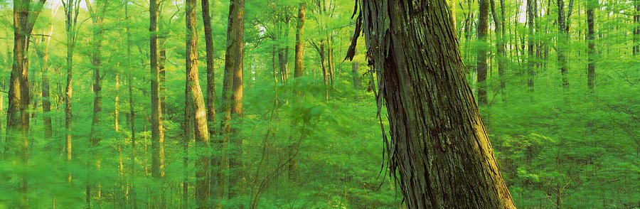 Trees In A Forest, Hoosier National Photograph by Panoramic Images
