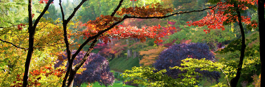 Horizontal Photograph - Trees In A Garden, Butchart Gardens by Panoramic Images Horizontal Photograph - Trees In A Garden, Butchart Gardens by Panoramic Images