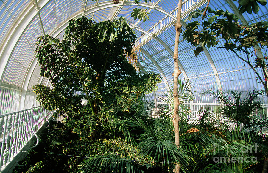 Tree Photograph - Trees In A Glasshouse In Kew Gardens by Geoff Tompkinson/science Photo Library