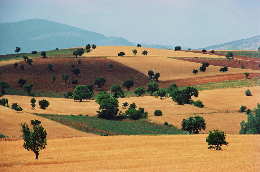 Trees In A Hilly Landscape, Turkey Photograph by Dreampictures