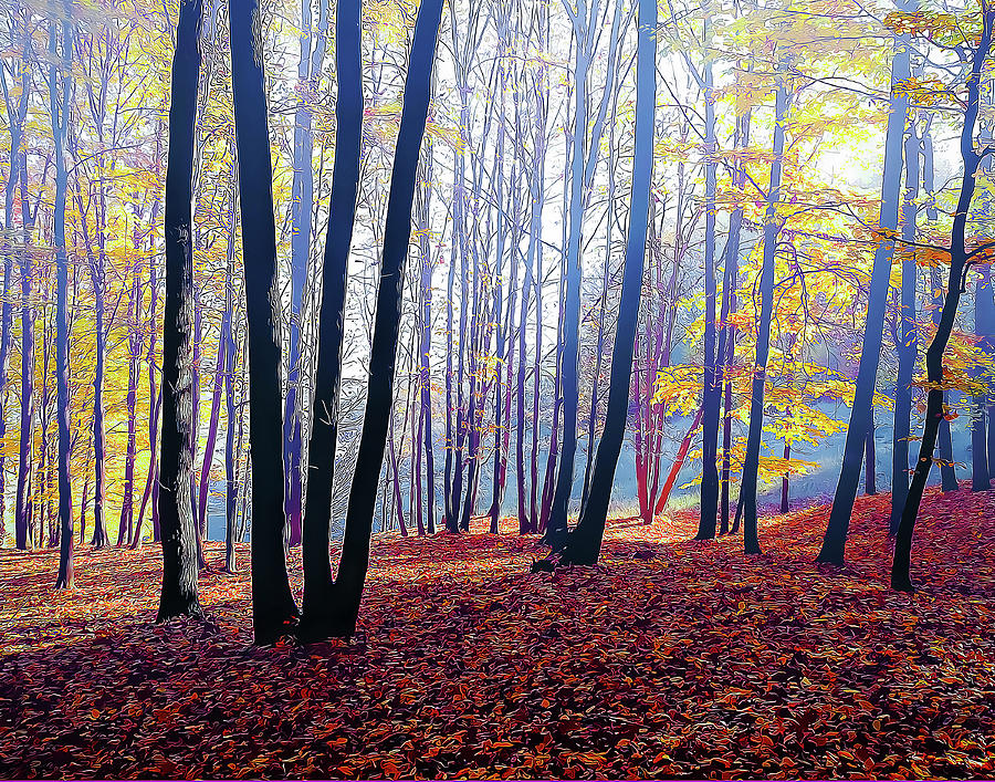 Trees in a misty autumn forest by Douglas J Fisher Trees in a misty autumn forest by Douglas J Fisher