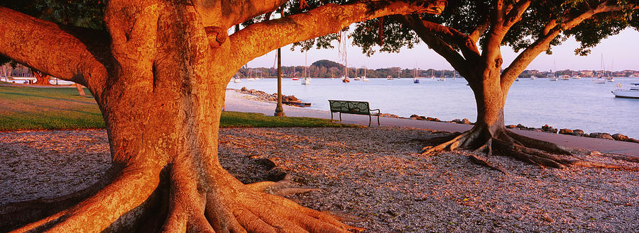Trees In A Park, Bayfront Park Photograph by Panoramic Images