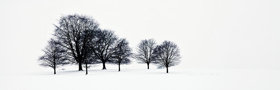 Trees In A Snowy Field In Chatsworth Photograph by John Doornkamp / Design Pics