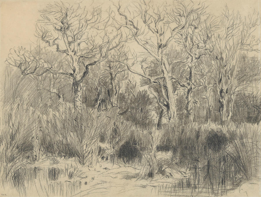 Trees in a Thicket Drawing by Theodore Rousseau