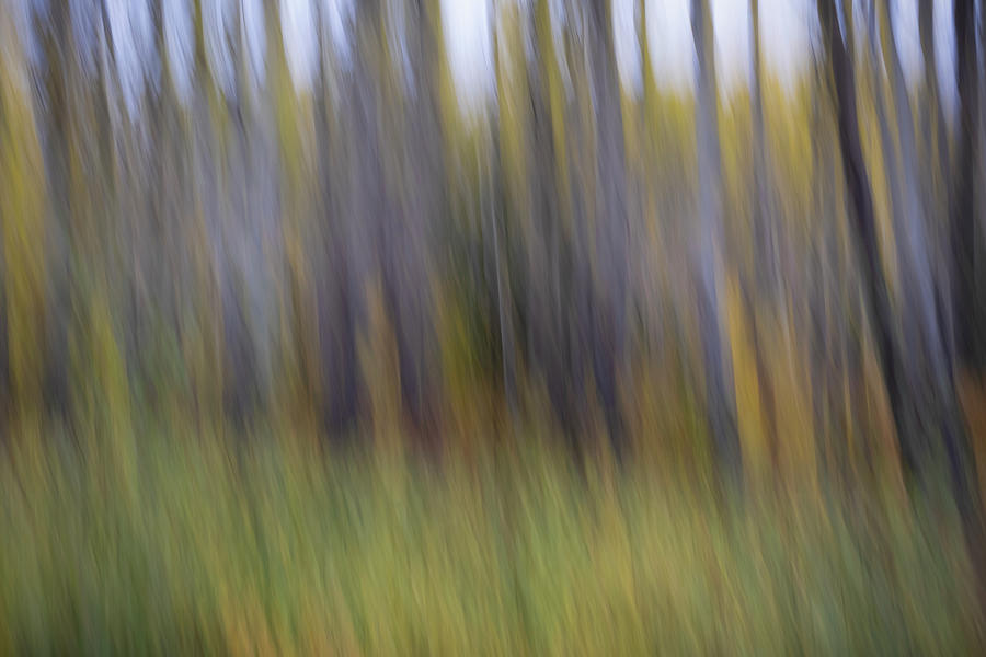 Trees in Abstract Photograph by Catherine Reading