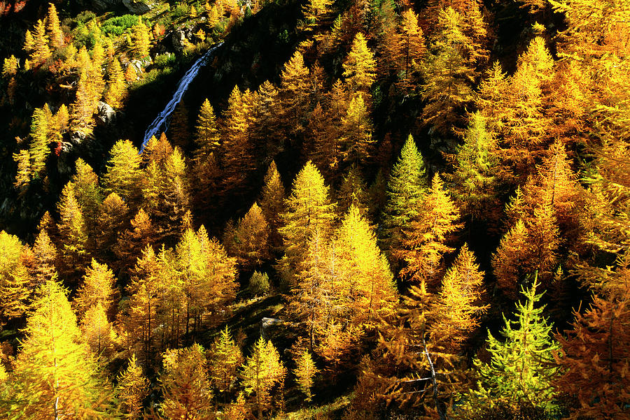 Trees In Autumn, Aosta Valley, Italy Digital Art by Andrea Alborno
