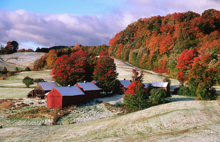 Trees In Autumn At Jenne Farm With Photograph by John Elk Iii