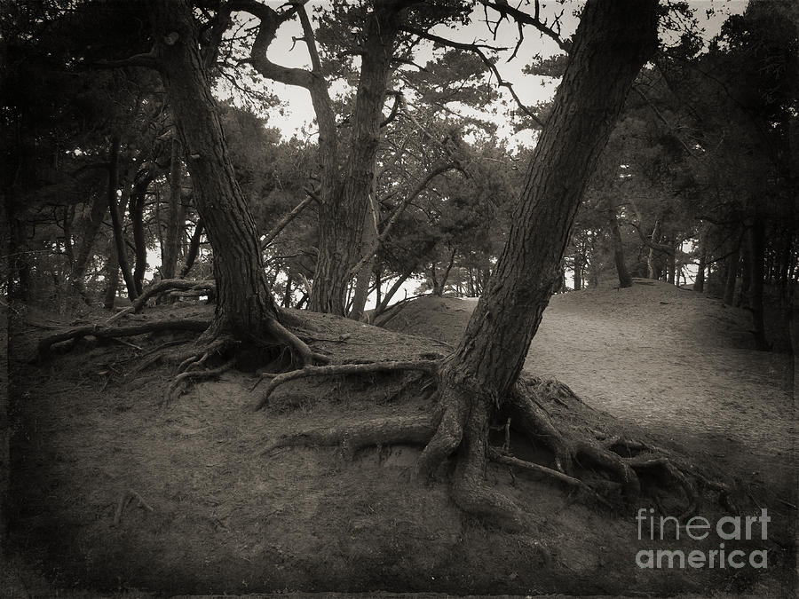 Trees in Black and White by Jurgen Huibers Trees in Black and White by Jurgen Huibers