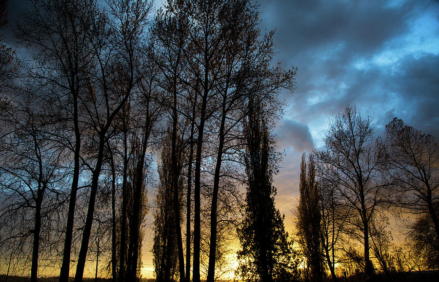Trees In Blue Hour Photograph