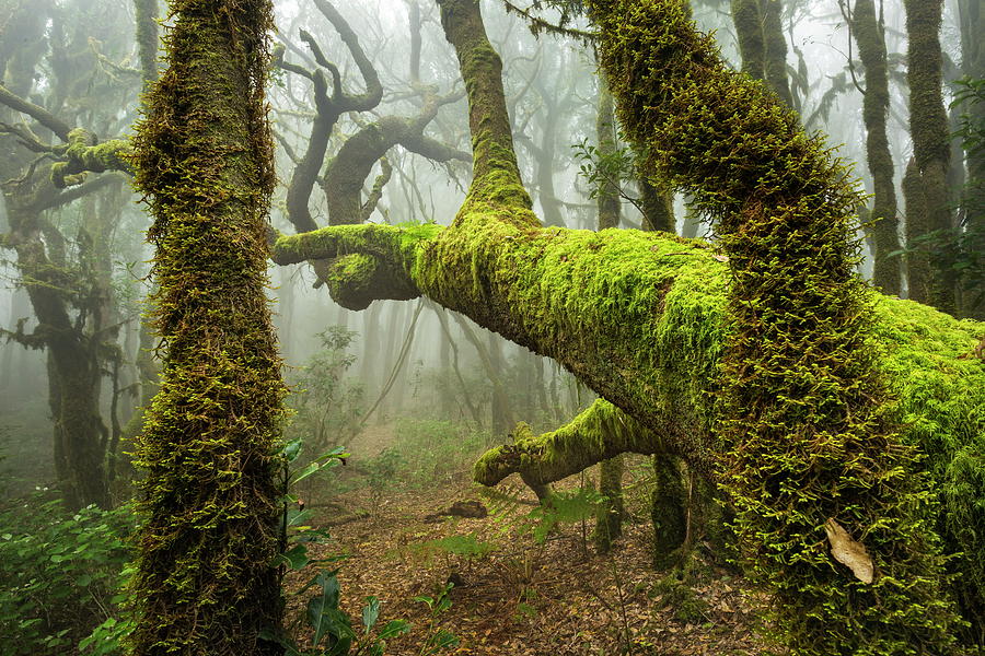 Trees In Cloud Forest Digital Art by Reinhard Schmid
