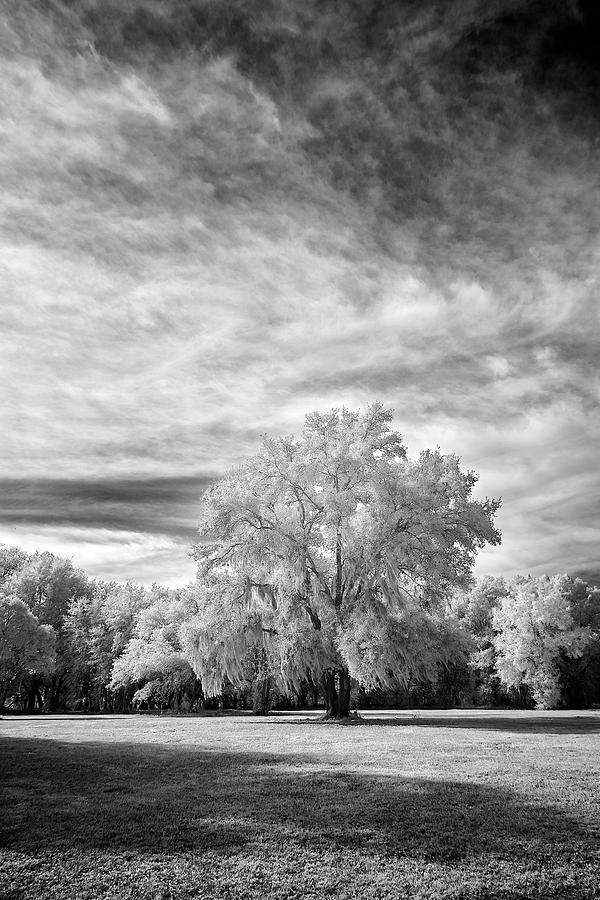 Black And White Photograph - Trees in Florida by Jon Glaser