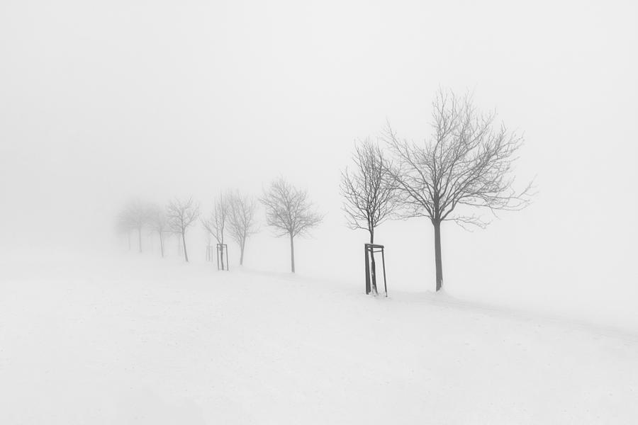 Trees In Fog #2 Photograph by Martin Morvek