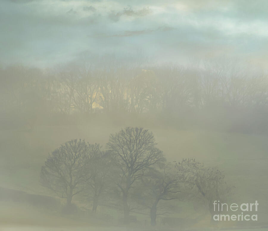 Trees In Fog Photograph by Ian Gowland/science Photo Library