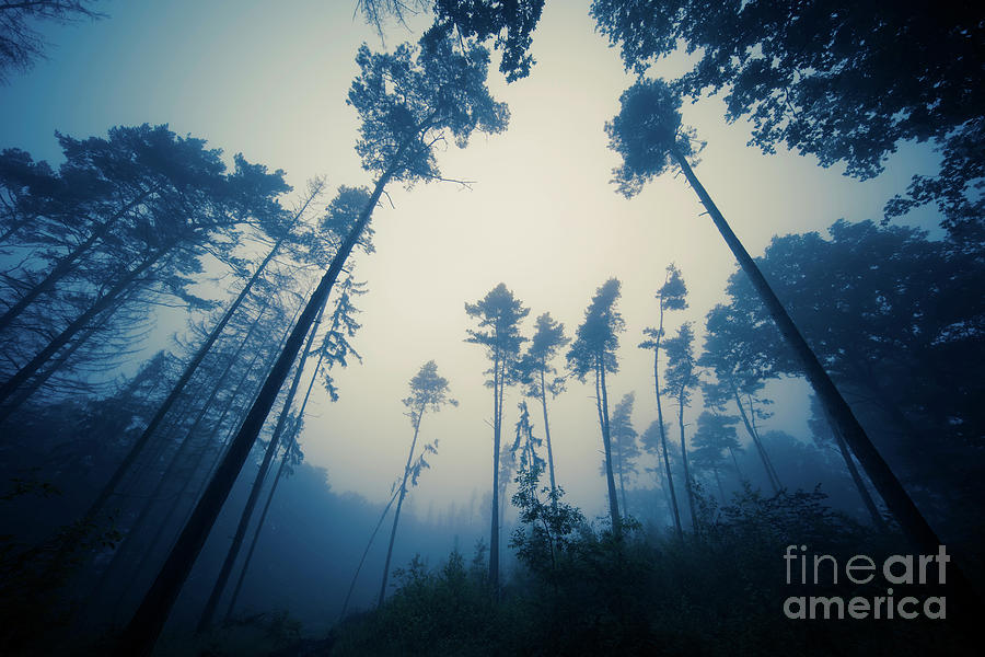 Trees In Fog Photograph by Wladimir Bulgar/science Photo Library