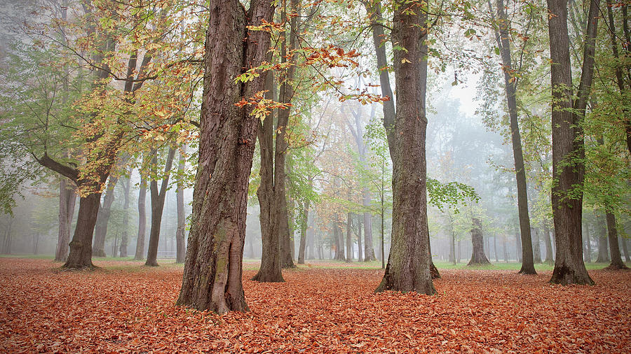 Trees In Foggy Autumn, Leaves On The Ground, Leipheim Around Gnzburg, Schwaben, Bavaria, Germany Photograph by Gnther Bayerl