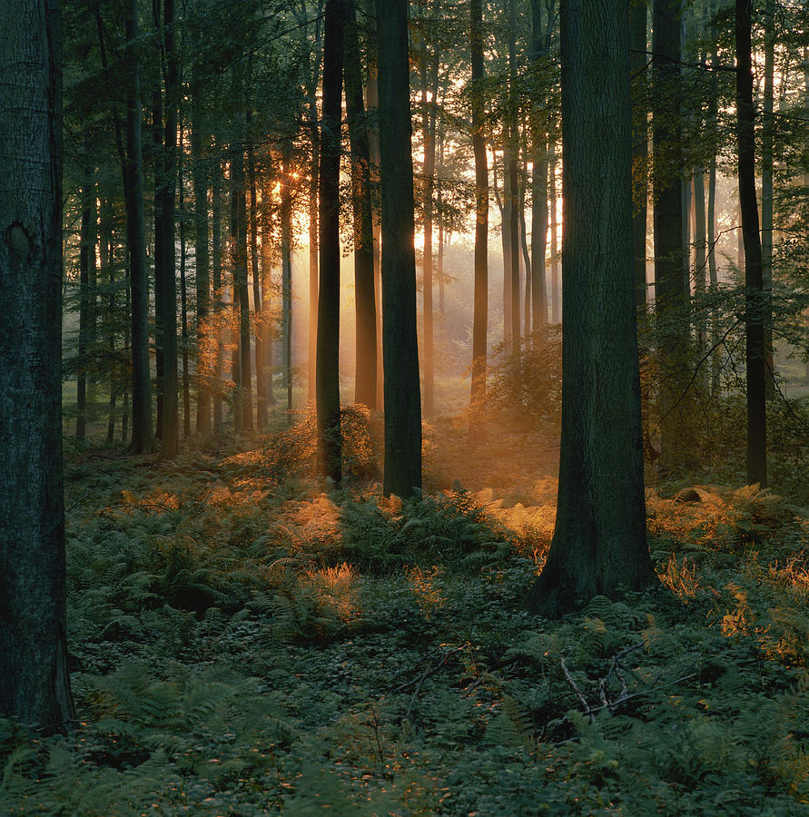 Trees In Forest by David De Lossy