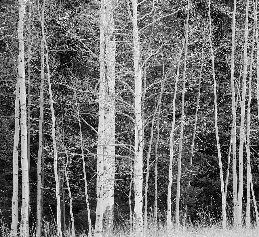 Trees In Forest During Winter Photograph by David Henderson