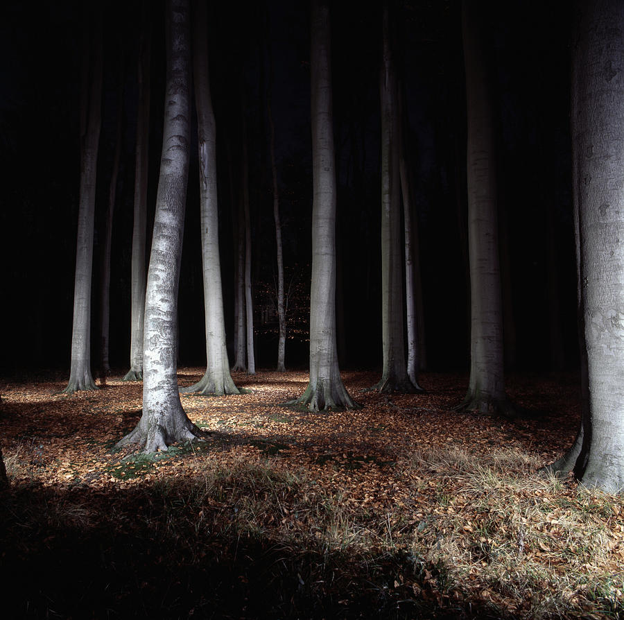 Trees In Forest Lit Up At Night Digital Art by Ghislain & Marie David ...