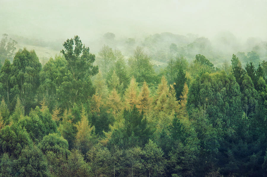 Trees In Mist by Jill Ferry