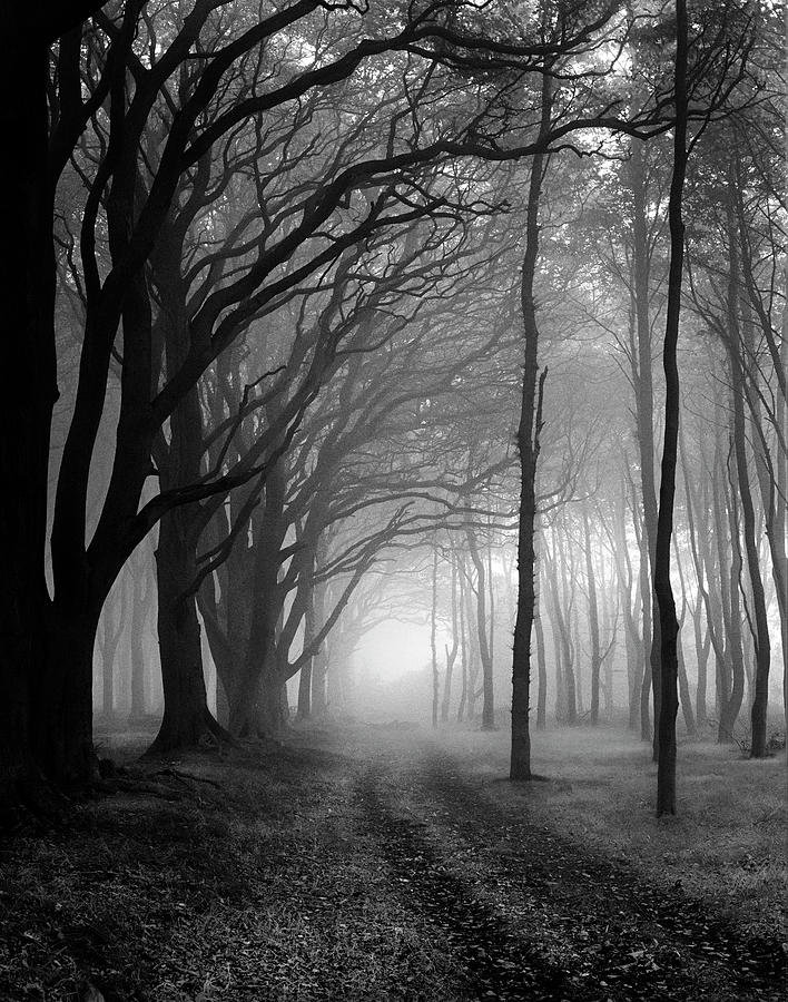 Trees In Mist Photograph by Steve Ellaway