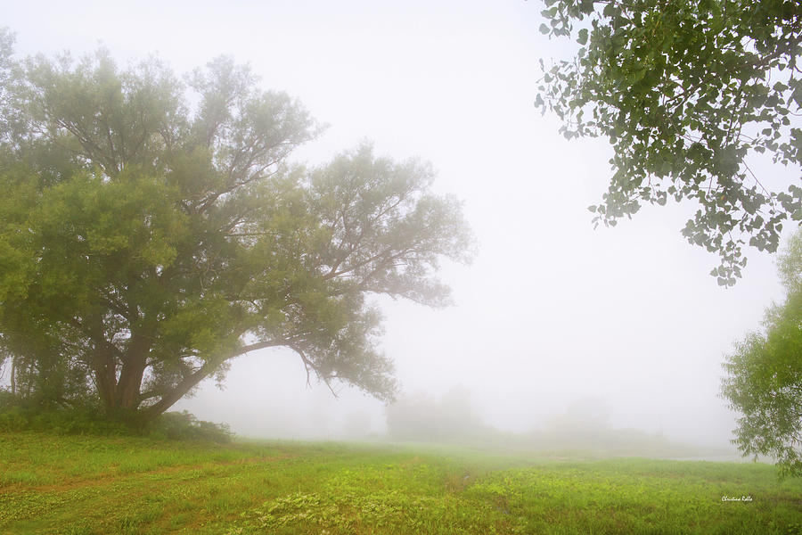 Trees In Morning Fog Photograph by Christina Rollo