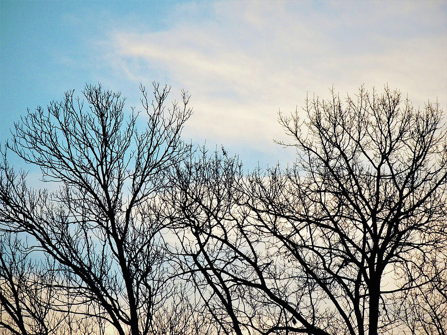 Trees In Morning Silhouettes Photograph