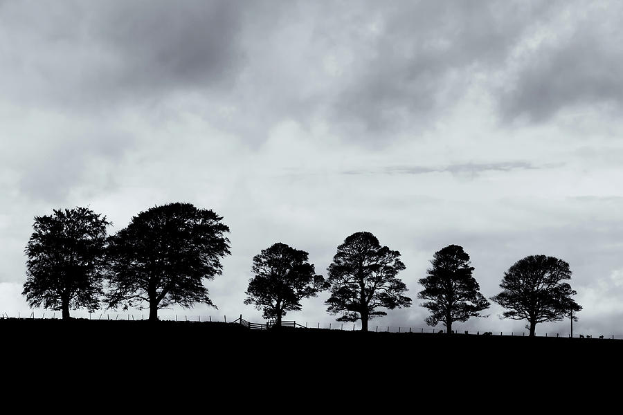 Trees In Silhouette 2 Photograph