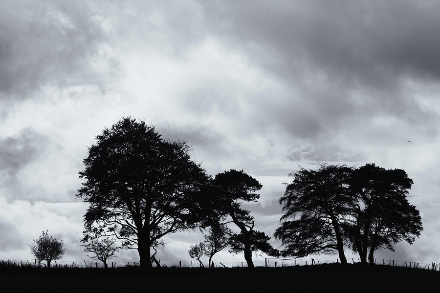 Black And White Photograph - Trees In Silhouette 3 by David Pringle