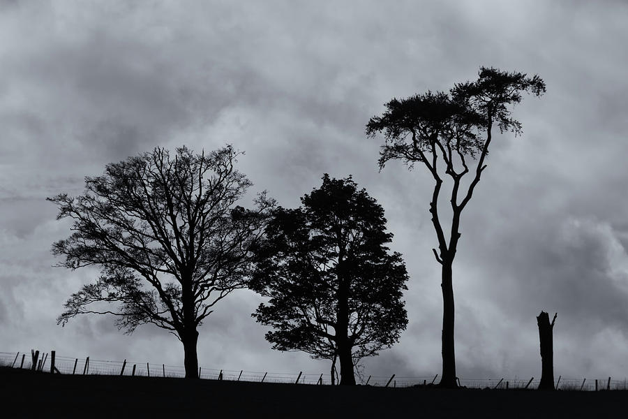 Trees In Silhouette 4 Photograph