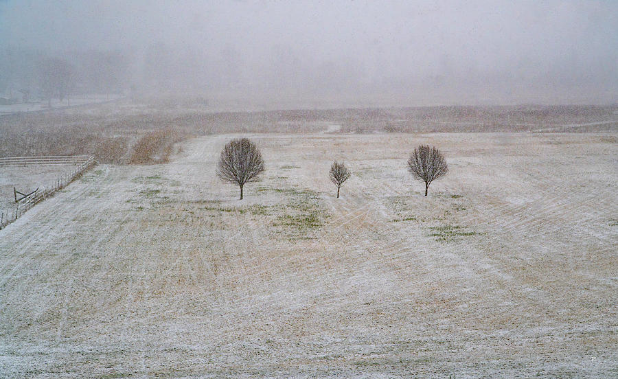 Trees in Snowstorm Photograph by Tom Romeo
