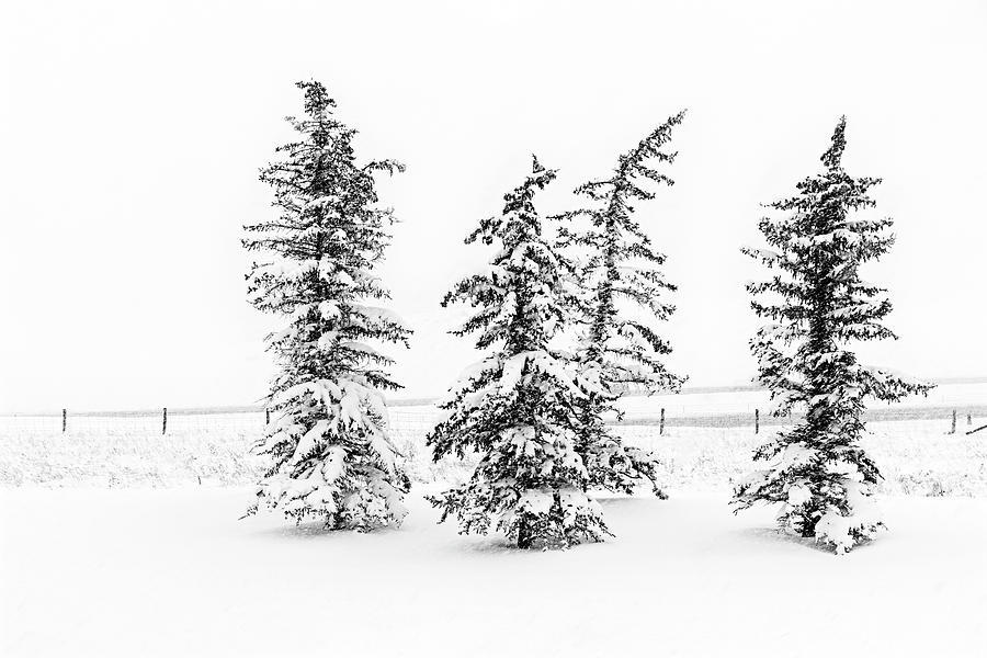 Trees in Snow Photograph by Catherine Reading