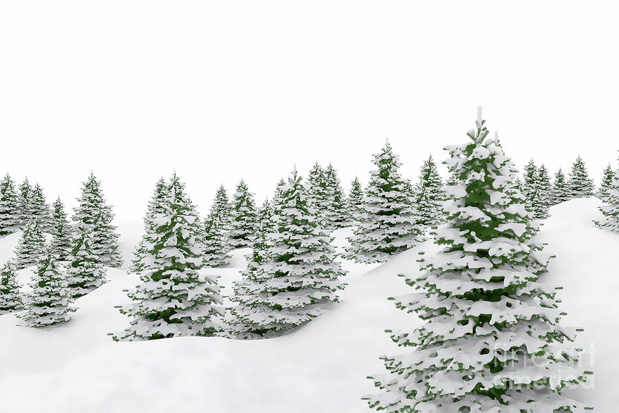 Trees In Snow Photograph by Jesper Klausen/science Photo Library