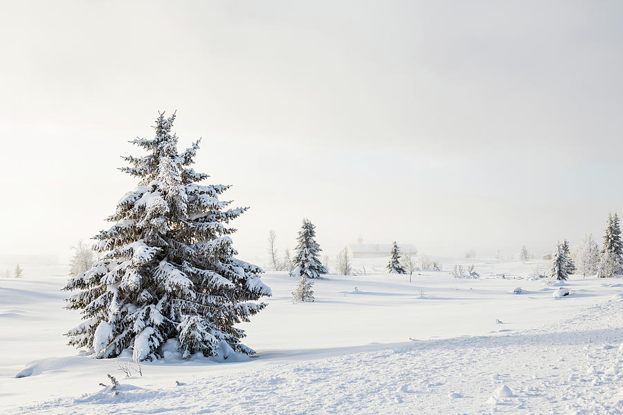 Nature Photograph - Trees In Snow Landscape,church In Misty by Betsie Van Der Meer