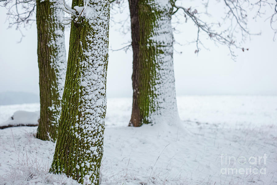Trees In Snow Photograph by Wladimir Bulgar/science Photo Library